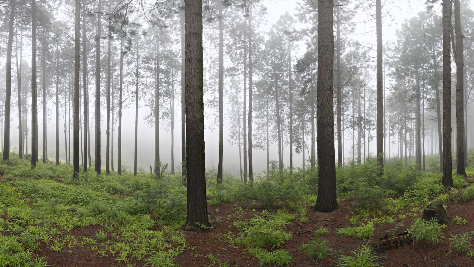 Bosque de pinos altos envuelto en niebla, con helechos verdes y un suelo cubierto de agujas rojizas.
